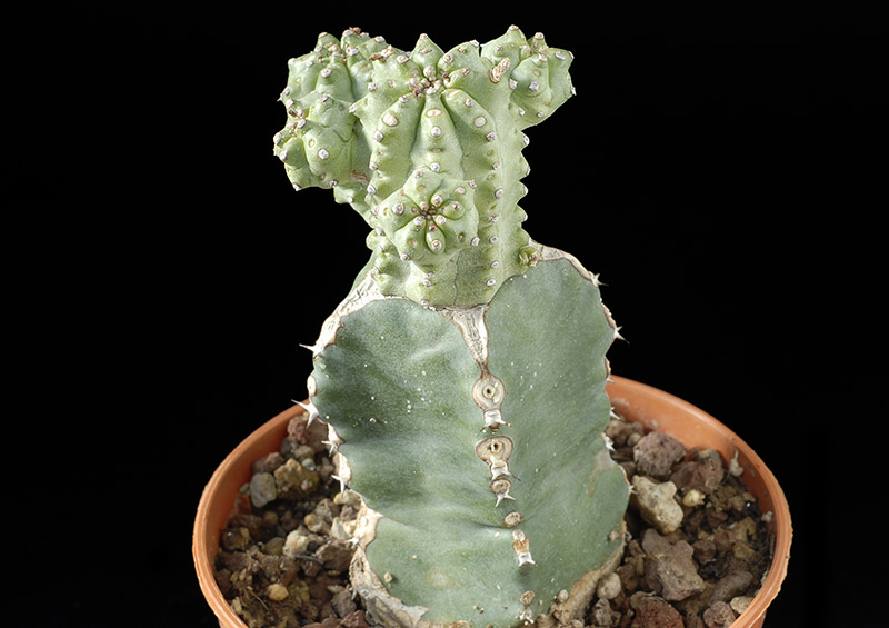 Euphorbia mosaica H.Cm 4 D. 6 € 37,00.jpg